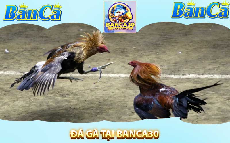 Đá gà tại banca30