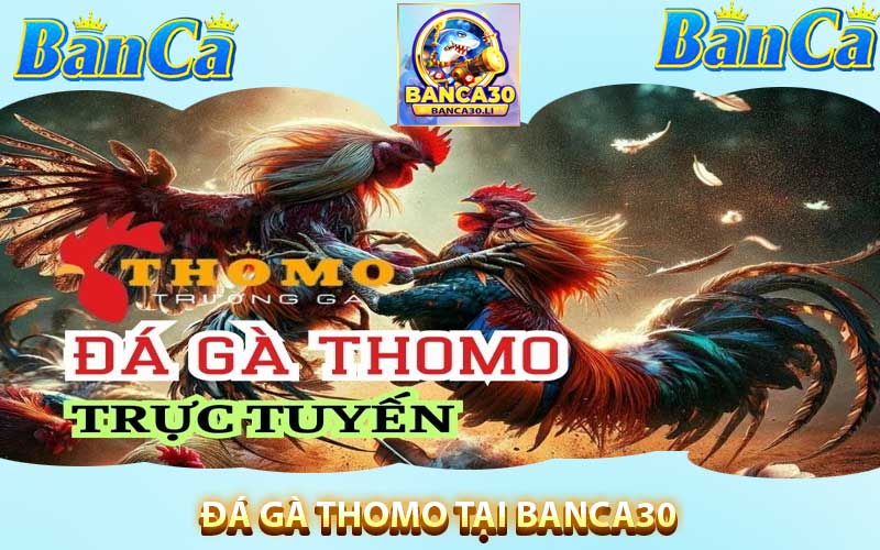 đấ gà thomo tại banca30