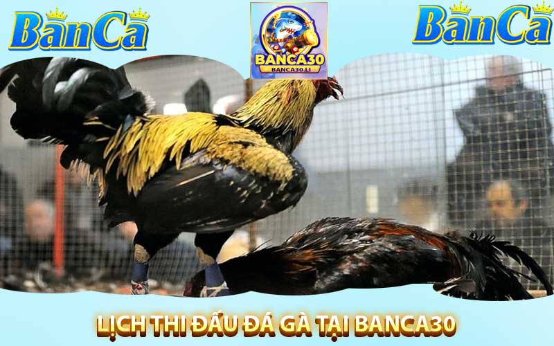 lịch đá gà tại banca30