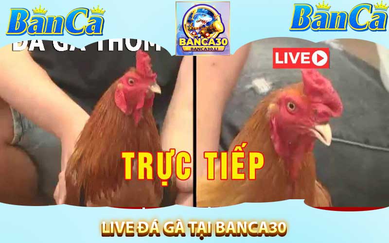 Live đá gà tại banca30